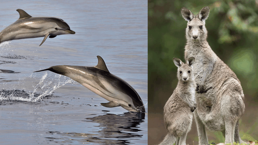 Μωρά και μητέρες στη φύση: Γιατί μερικά μικρά δεν επιβιώνουν με τη μαμά τους;