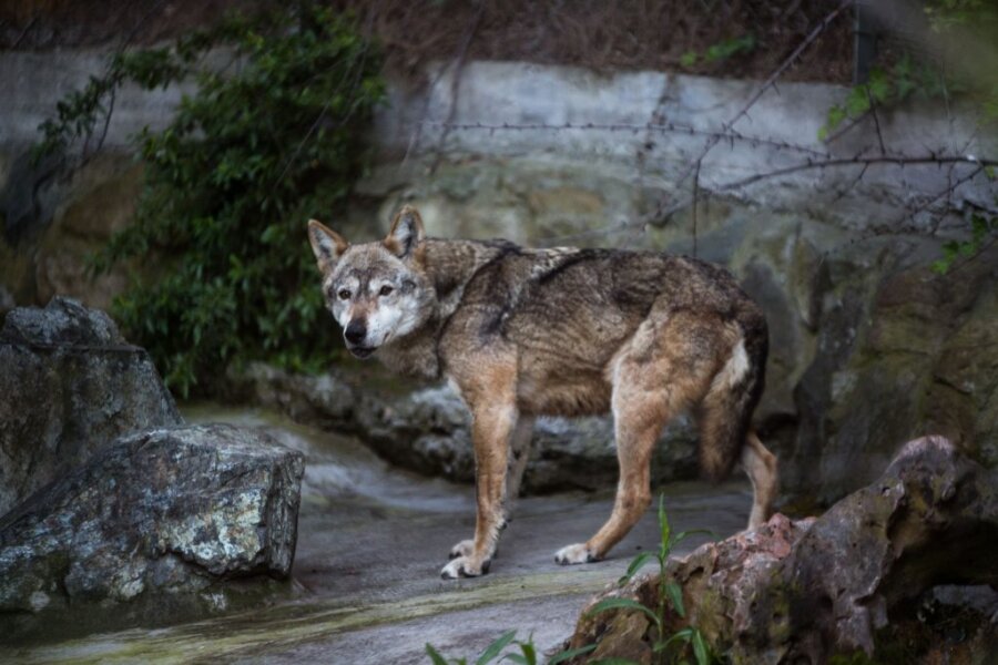 Με GPS «ελεύθερος» ο λύκος που δάγκωσε γυναίκα στο Αμβούργο