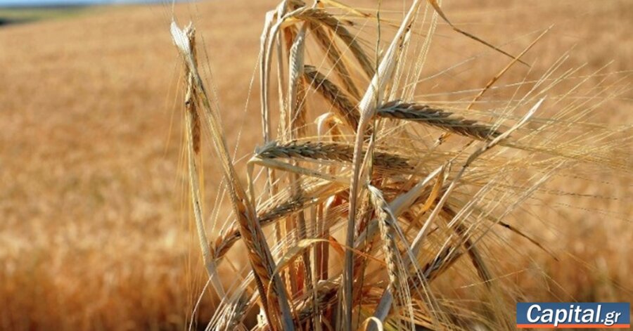 Στα 115€/εκτ. το μαλακό σιτάρι και το...