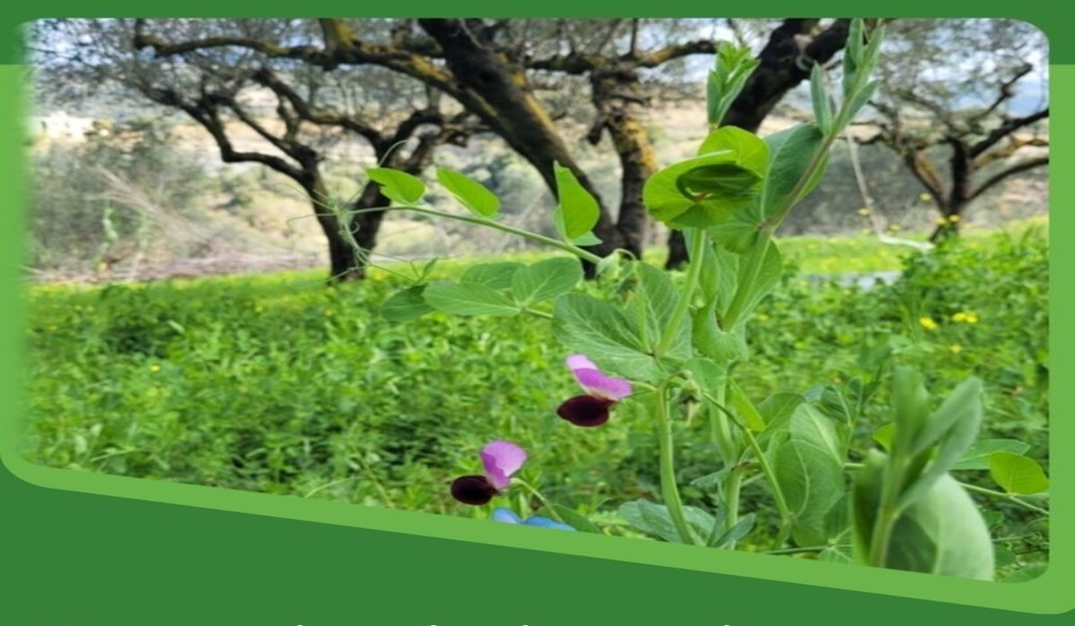 seminario-elgo-dimitra