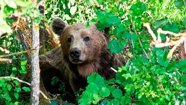 Θεσσαλονίκη: Ανησυχία από την εμφάνιση αρκούδας σε περιοχές του Δήμου Ωραιοκάστρου