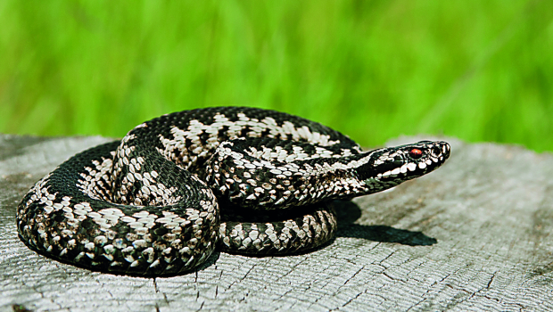 Οχιά δάγκωσε 13χρονο - Νοσηλεύεται σε σοβαρή κατάσταση