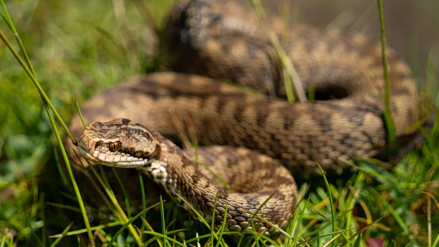 Σύρος: Σε σταθερή κατάσταση ο 13χρονος που τον δάγκωσε οχιά