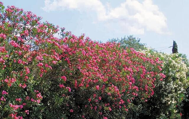 Πικροδάφνη τοξικό φυτό