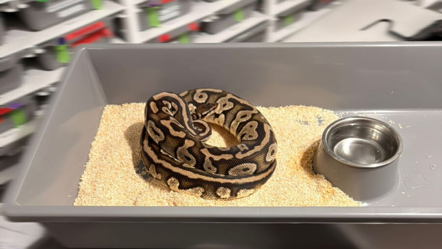 Κάλεσαν την αστυνομία για ένα φίδι: Αυτό που βρήκαν μετά προκάλεσε σοκ