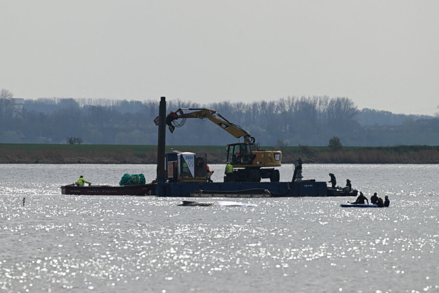 Μάχη με τον χρόνο για την «Τίμι»: Συγκίνηση και διχασμός για τη διάσωση της φάλαινας