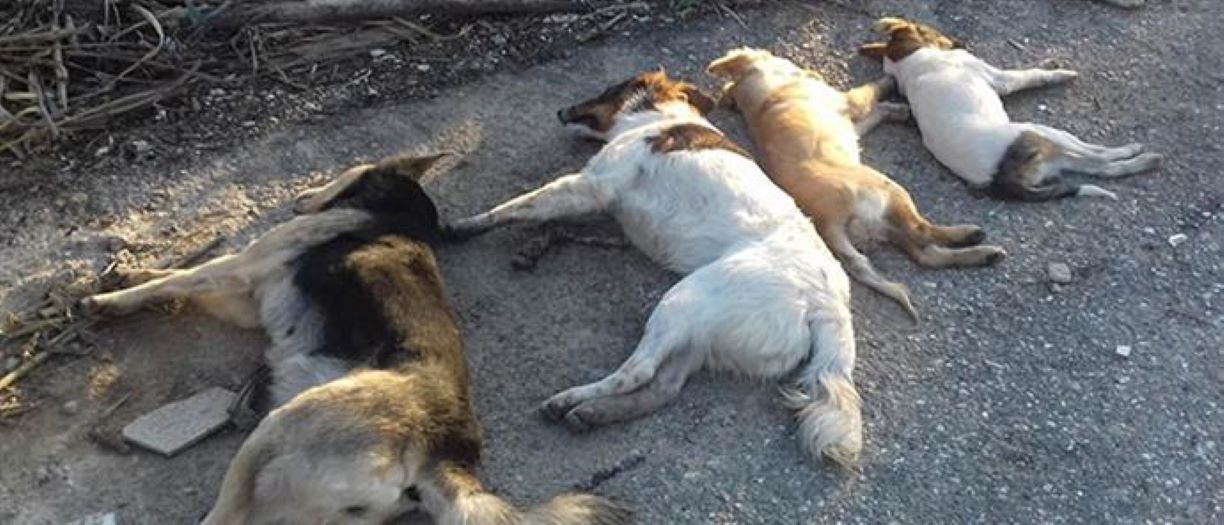 foles-karnea-elassonas