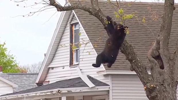 ΗΠΑ: Αρκούδα εγκλωβισμένη επί ώρες σε δέντρο αναστάτωσε γειτονιά στο Άλμπανι - Πώς την κατέβασαν