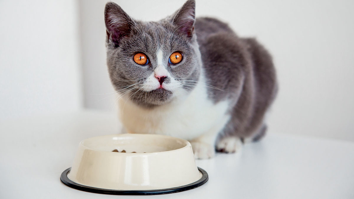 Ηλικιωμένη γάτα: Τι πρέπει να τρώει για να μείνει υγιής