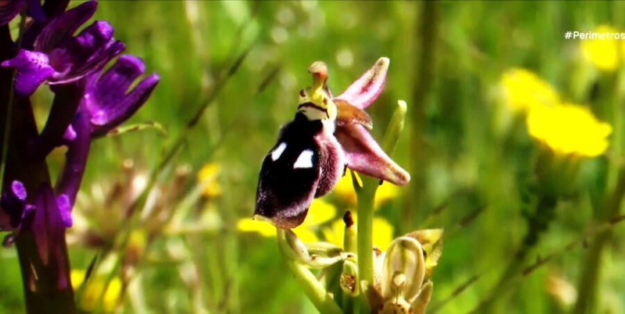 Το Κέντρο Έρευνας και Προστασίας της Αυτοφυούς Ορχιδέας στο Πήλιο