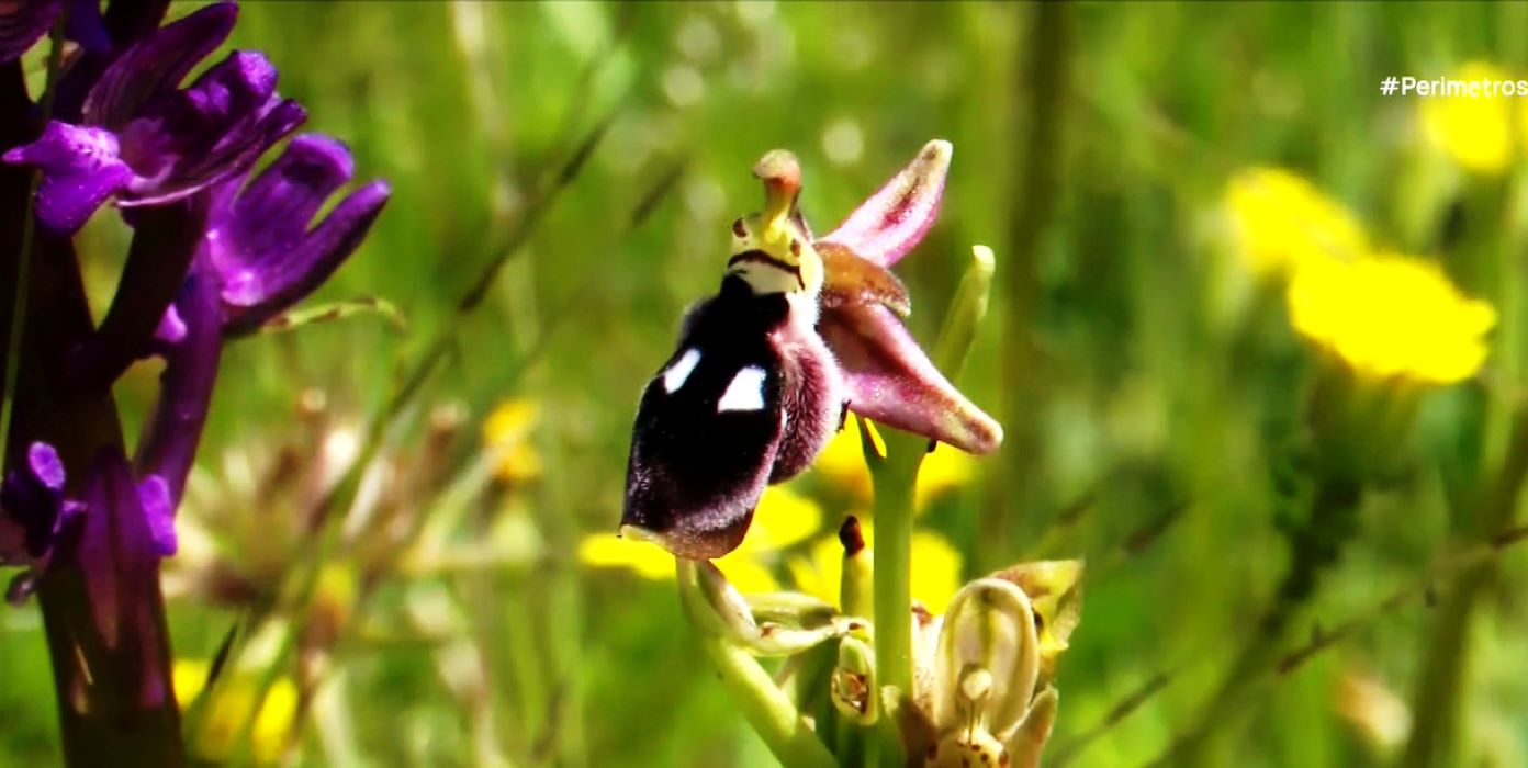 Το Κέντρο Έρευνας και Προστασίας της Αυτοφυούς Ορχιδέας στο Πήλιο
