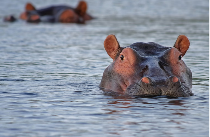 Βρέθηκε αγοραστής για τους 80 ιπποπόταμους του Εσκομπάρ – Ποιος είναι ο Ινδός δισεκατομμυριούχος