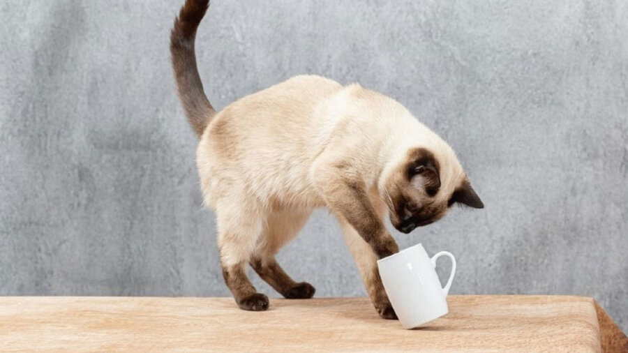 Συμπεριφορά γάτας: Γιατί ρίχνει αντικείμενα από το τραπέζι;