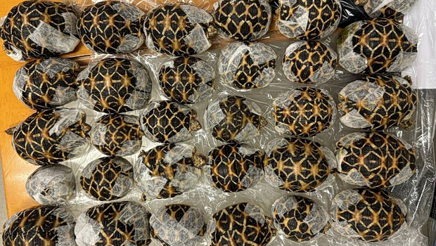 Ταϊλάνδη: 19χρονη συνελήφθη στο αεροδρόμιο με 30 χελώνες κάτω από τα ρούχα της