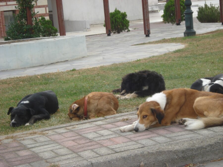 adespota