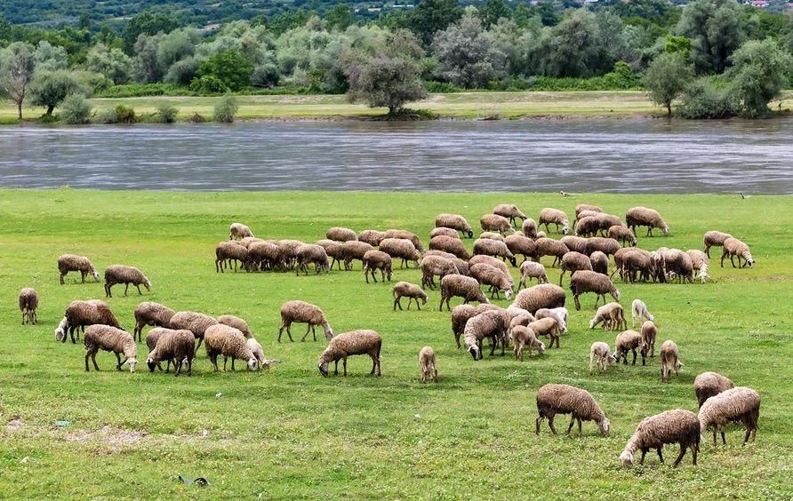 provata