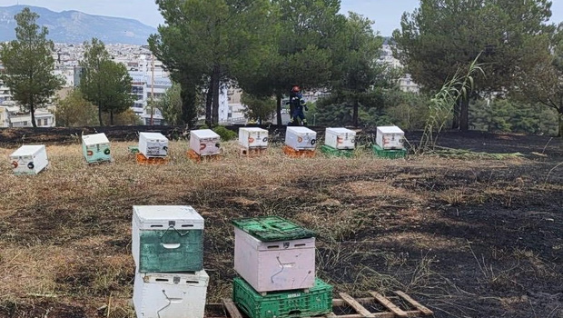 Αθώος ο μελισσοκόμος για τη φωτιά στο Άλσος Βεΐκου - «Δεν ήμουν στα μελίσσια όταν εκδηλώθηκε η φωτιά»