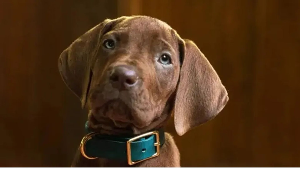 Scooby-Doo: Πριν καν βγει η νέα σειρά του Netflix διχάζουν τα σχόλια για την επιλογή του σκύλου