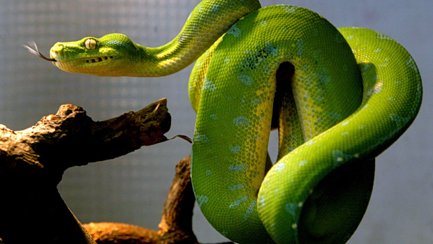 Πύθωνας έσφιξε μέχρι θανάτου 44χρονη στο σπίτι της - Προσπαθούσε να την καταπιεί τη ώρα που μπήκε ο σύζυγος