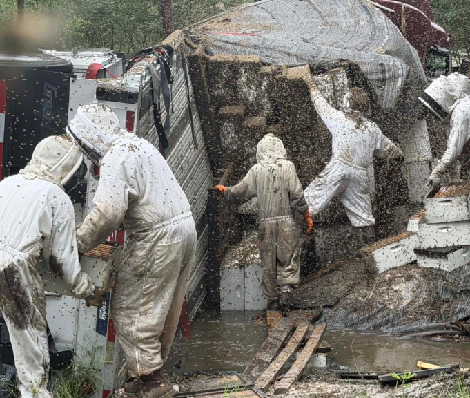Εκατομμύρια μέλισσες ελεύθερες στους δρόμους του Τέξας μετά από ανατροπή φορτηγού