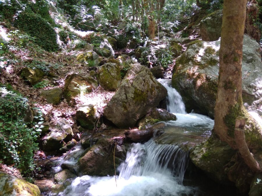 foto