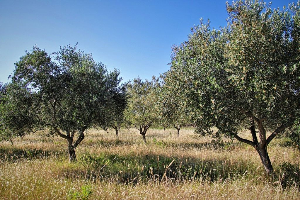 Η κλιματική αλλαγή «σπρώxνει» τις ελαιοκαλλιέργειες της Μεσογείου στα βόρεια – Οι κερδισμένες χώρες- Τι θα συμβεί με την Ελλάδα