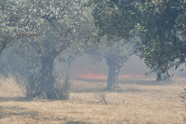 Φωτιά στην Αργολίδα: Κρίσιμες ώρες στο Φίχτι - Εκκενώθηκε το χωριό, στο νοσοκομείο δύο ηλικιωμένοι