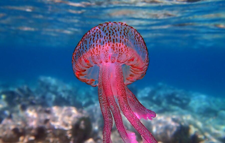 medussa
