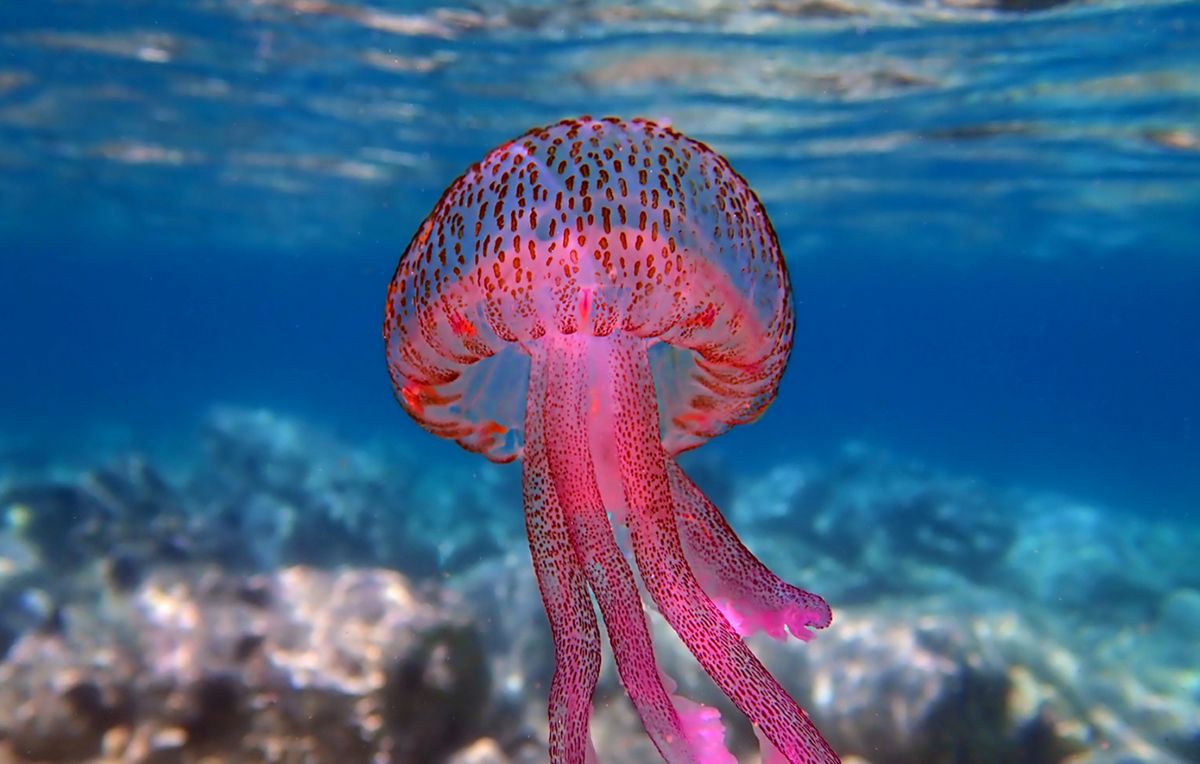 medussa