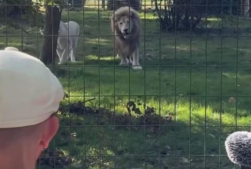Viral βίντεο: Γάλλος μουσικός νανουρίζει αγέλη λιονταριών με το «November Rain»