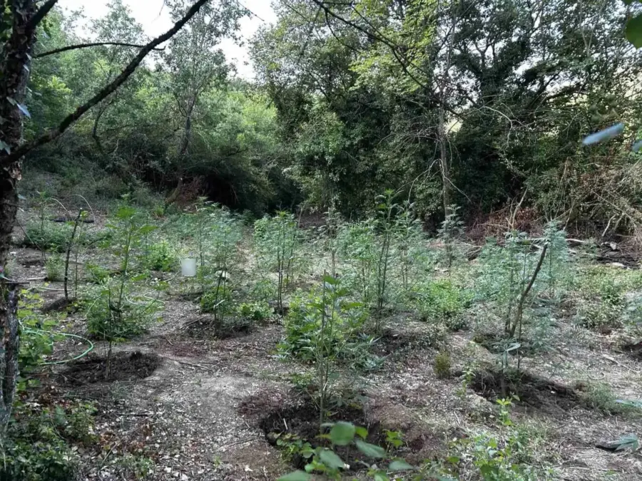 Φθιώτιδα: Προφυλακιστέοι οι δύο συλληφθέντες για τη μεγάλη χασισοφυτεία στη Μεσαία Κάψη – Αναζητείται 48χρονος