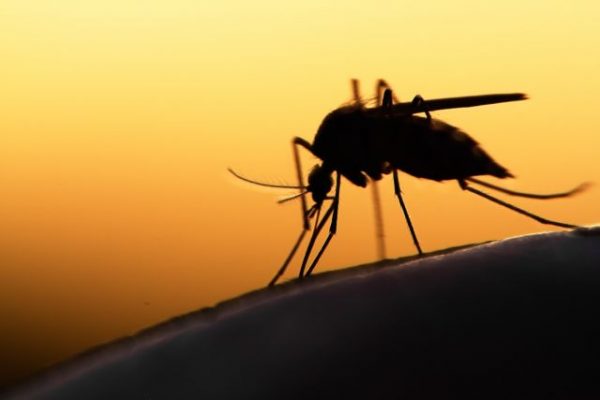 Ιός του Δυτικού Νείλου: Τι εξετάζει το Πανεπιστήμιο Αθηνών – Ποιοι κινδυνεύουν περισσότερο