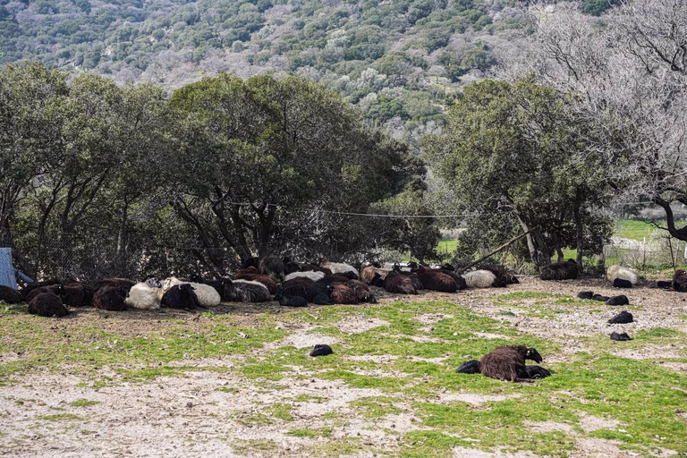 Αφθώδης πυρετός: Η κατάσταση στη Λέσβο είναι εκρηκτική, λένε οι ευρωβουλευτές του ΚΚΕ