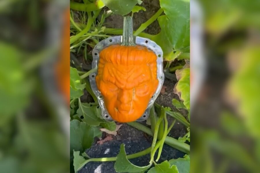 pumpkins