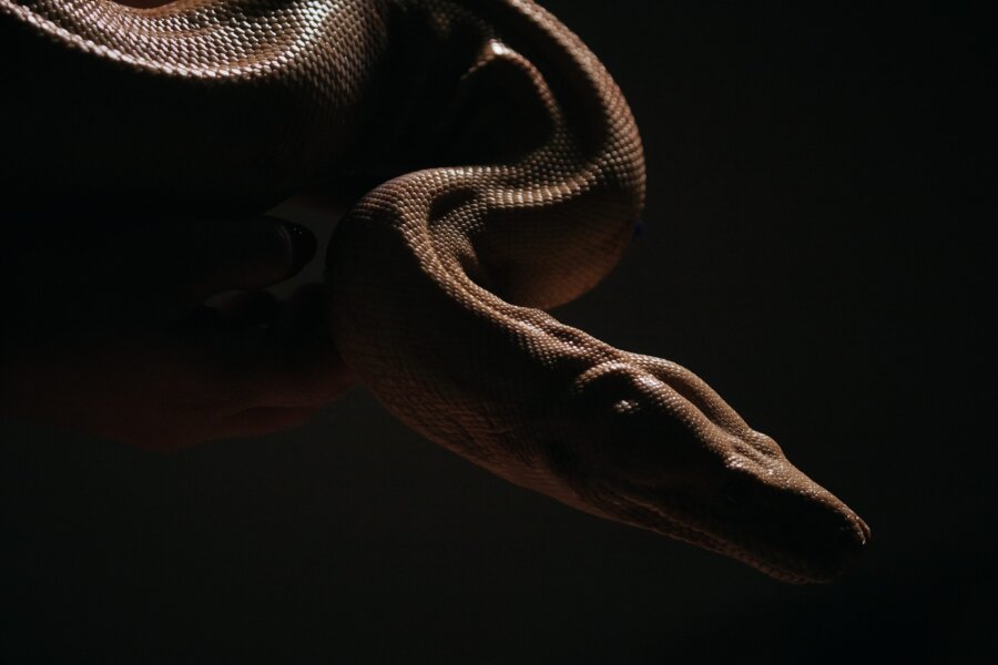 Snake Auditions