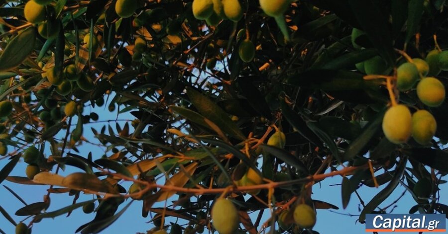 Σημαντική μείωση στη φετινή παραγωγή πράσινης ελιάς