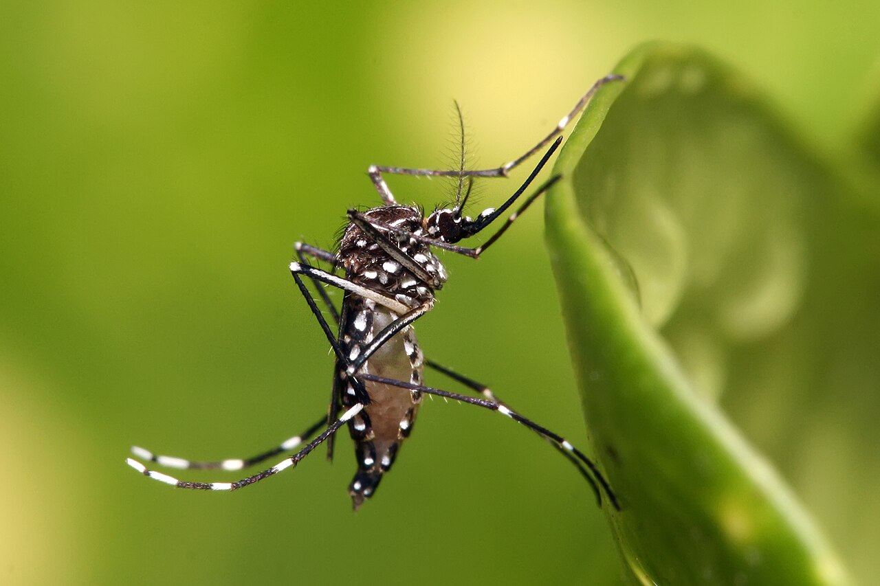 kounoupi aedes-aegypti