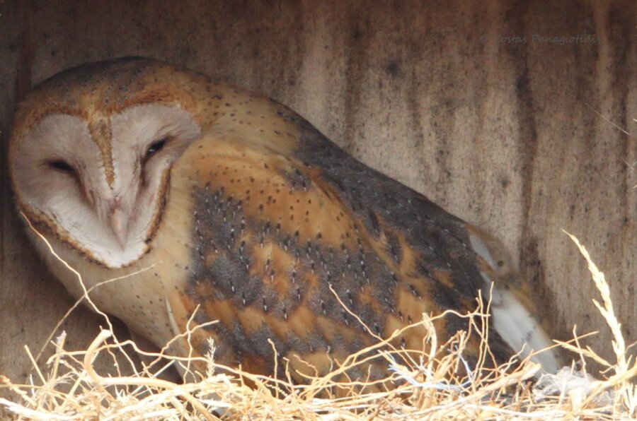 tyto
