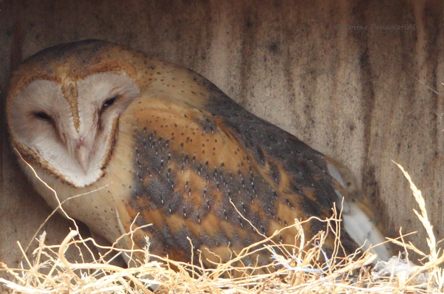 tyto