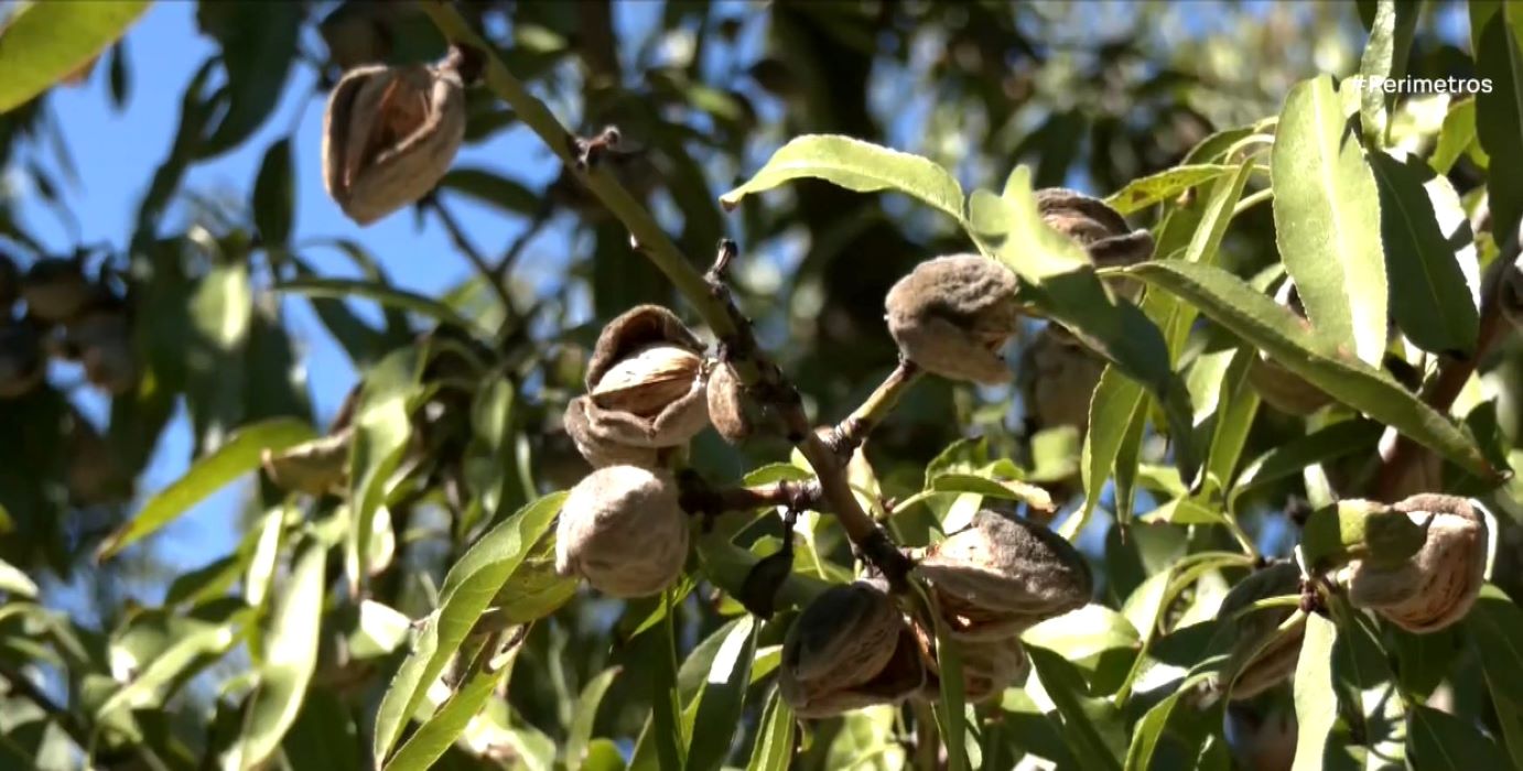 Εκεί όπου παράγεται το 50% των αμυγδάλων της χώρας