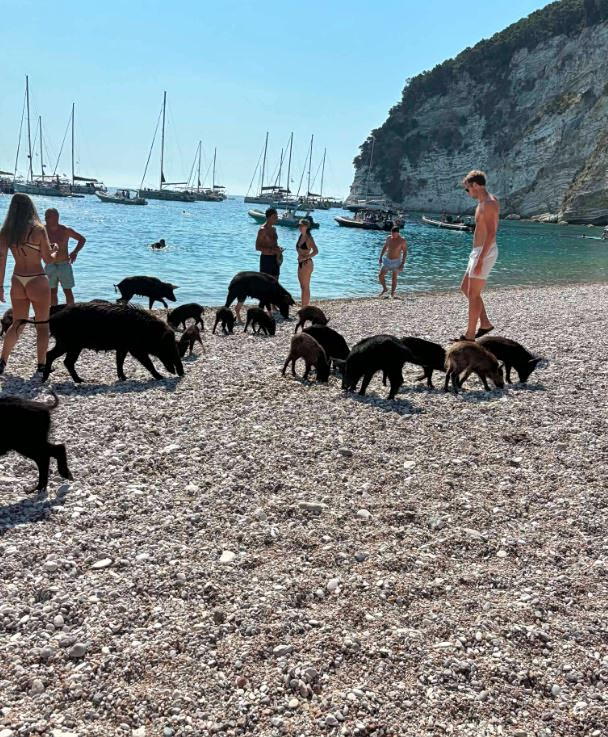 Piggy Island: Καταγγελία για την τουριστική εκμετάλλευση ημιάγριων γουρουνιών - Χτυπήθηκαν από προπέλες