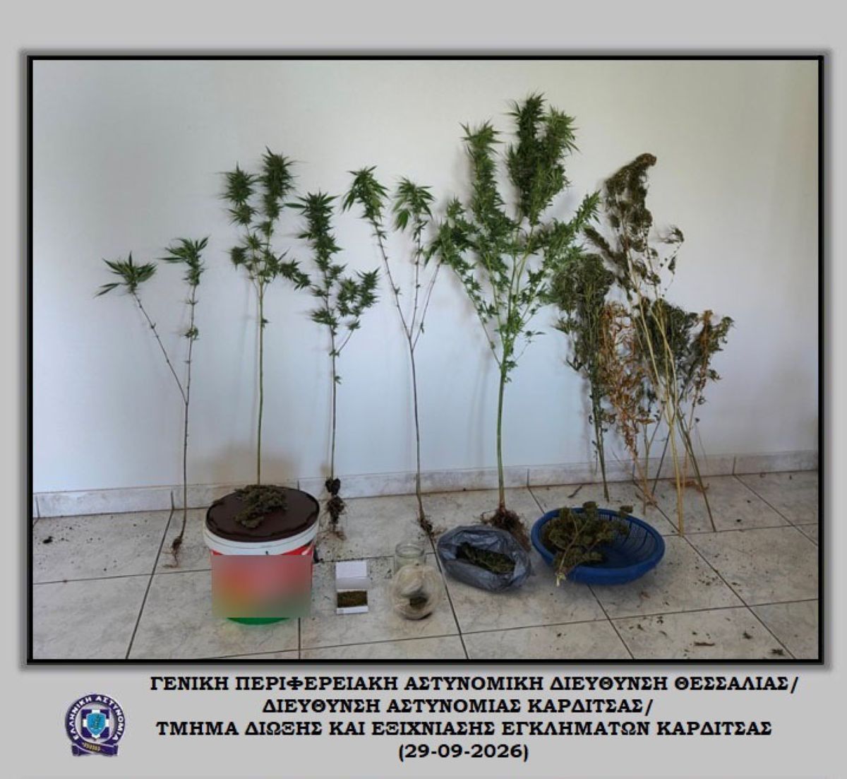 karditsa-sillipsi-kannabi