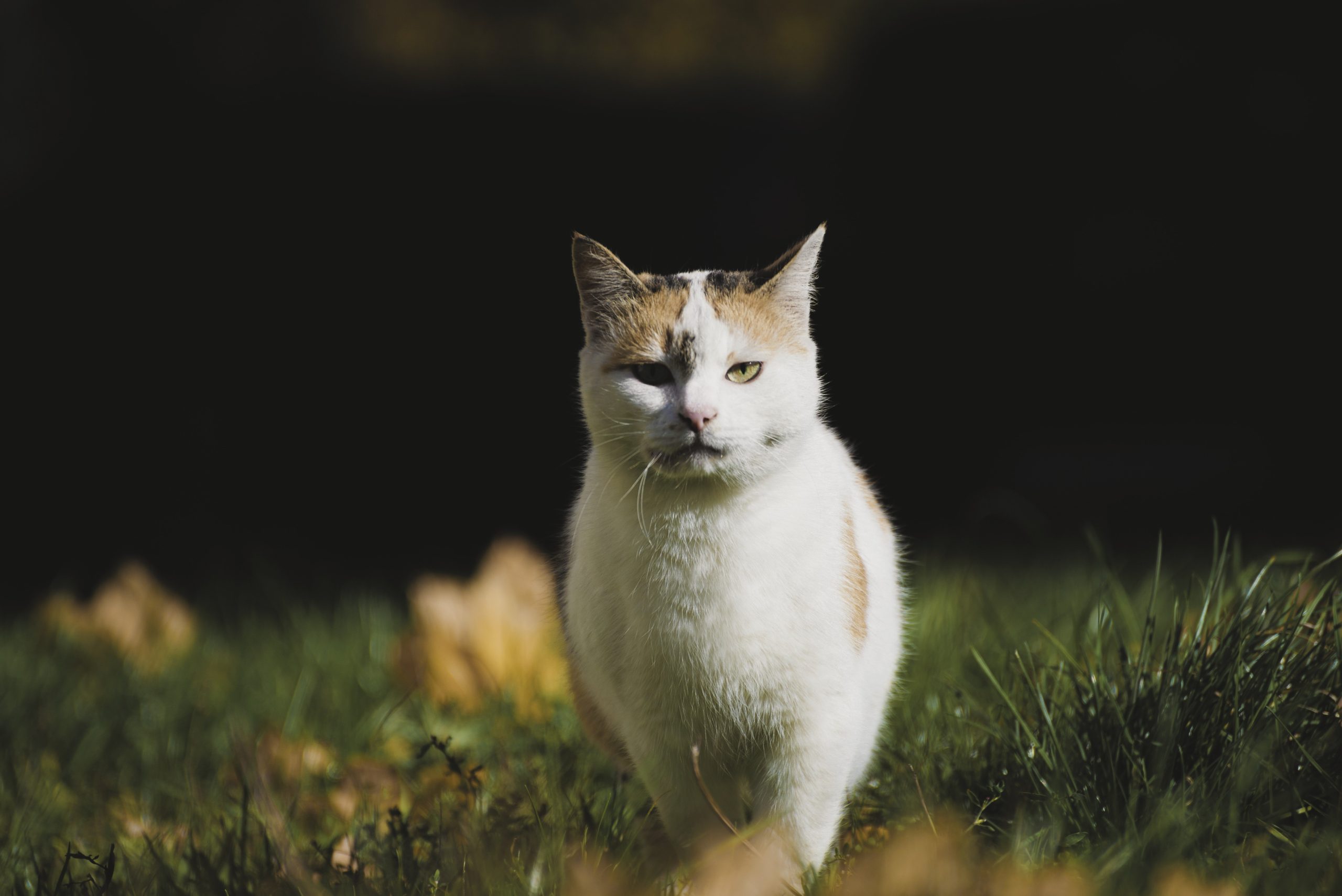 gata