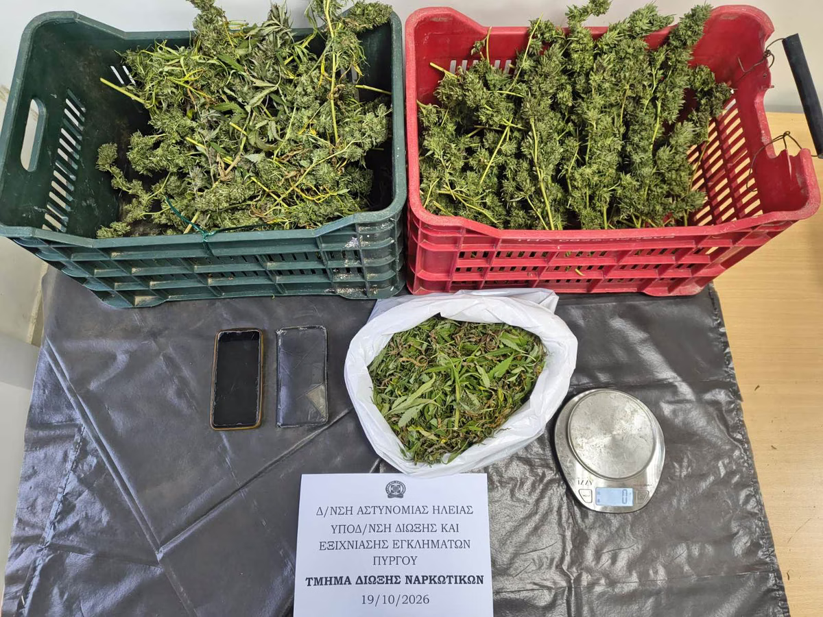 Ηλεία: Εντοπίστηκε φυτεία με περισσότερα από 300 δενδρύλλια κάνναβης