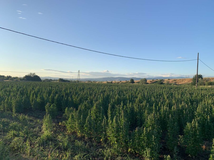 kinoa-trikala