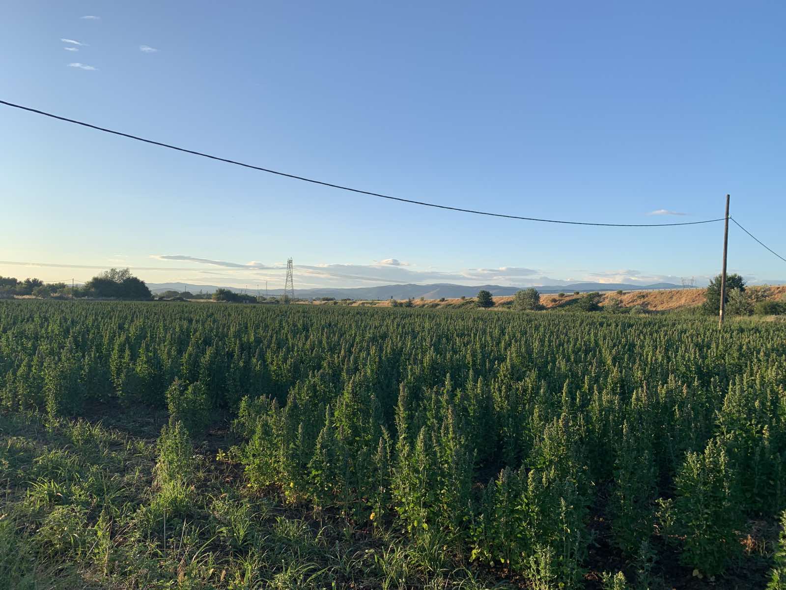 kinoa-trikala